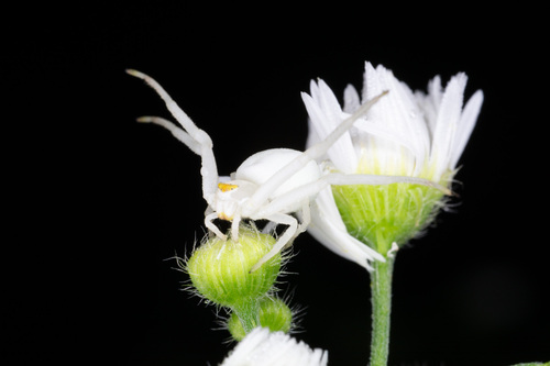 Goldenrod crab spider