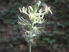 Manfreda littoralis