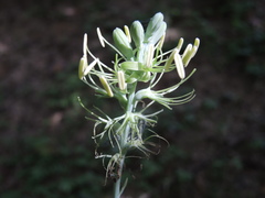 Manfreda littoralis
