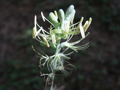 Manfreda littoralis