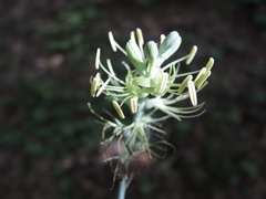 Manfreda littoralis