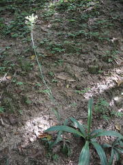 Manfreda littoralis