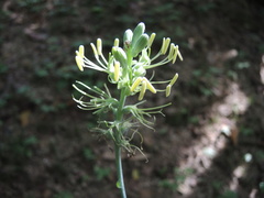 Manfreda littoralis