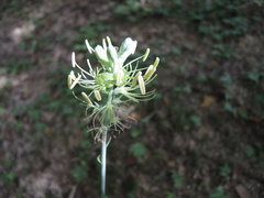 Manfreda littoralis