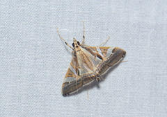 Agrioglypta