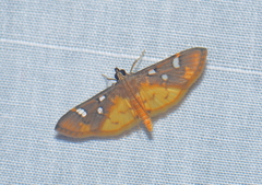 Cotachena