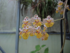 Trichocentrum andreanum