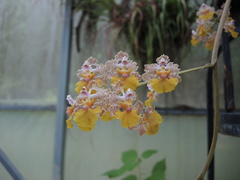 Trichocentrum andreanum