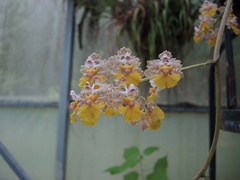 Trichocentrum andreanum