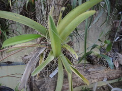 Trichocentrum andreanum