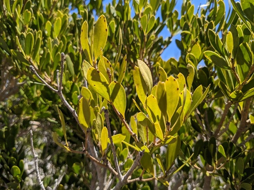 Bert's Joe Wood (Jacquinia berteroi)