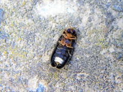 Lamprohiza splendidula