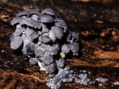 Gerronema waikanaense