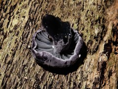 Gerronema waikanaense