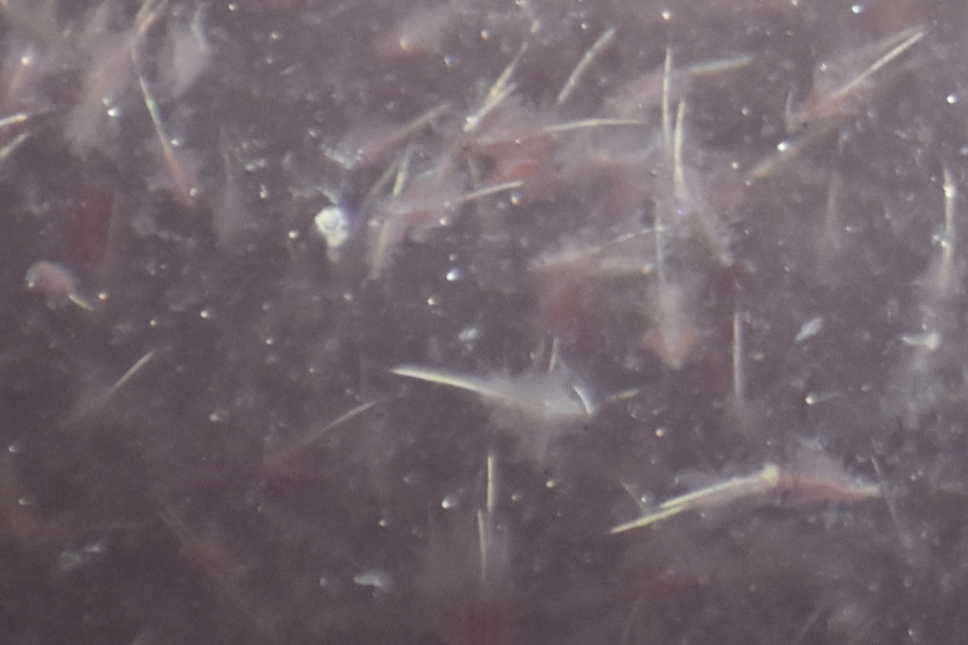 Artemia monica Verrill, 1869