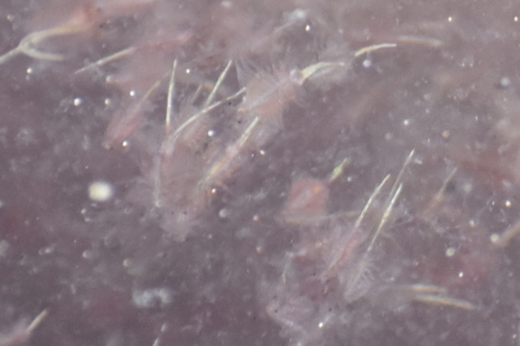 Artemia monica Verrill, 1869