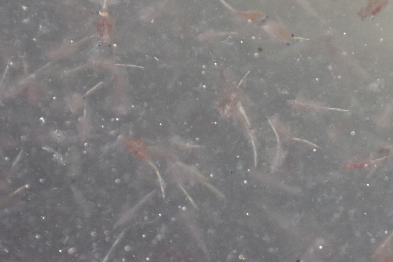 Artemia monica Verrill, 1869