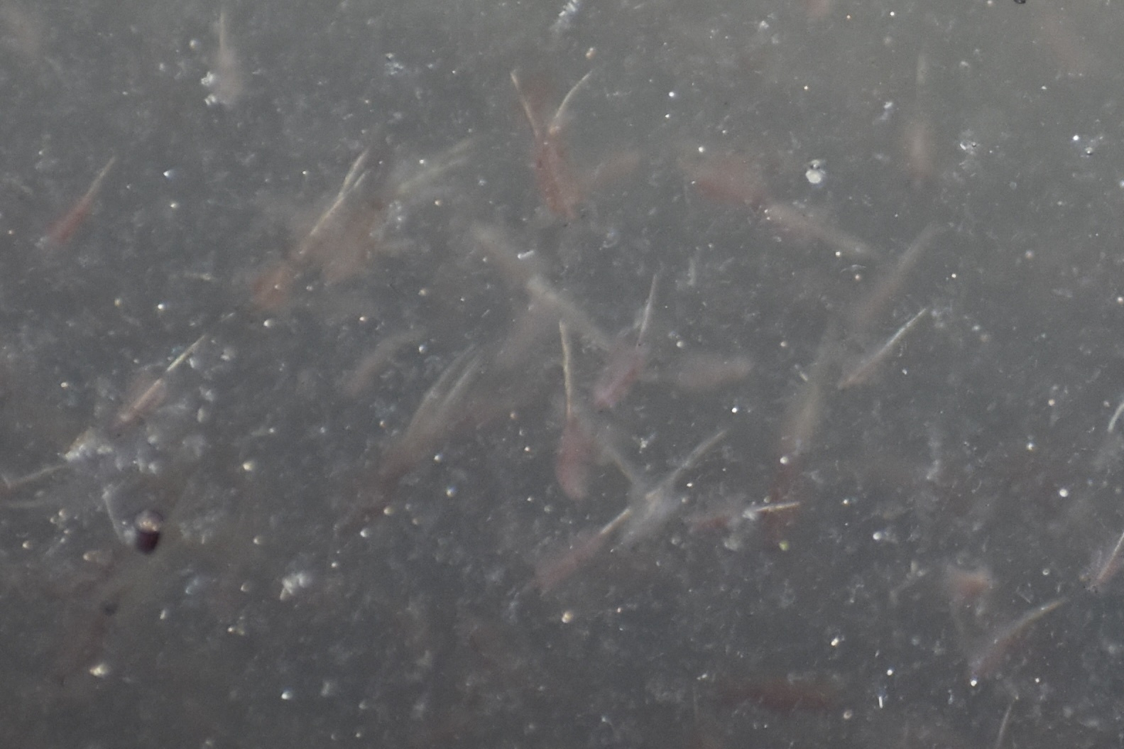 Artemia monica Verrill, 1869