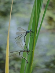 Lestes eurinus