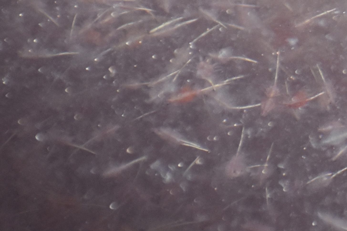 Artemia monica Verrill, 1869