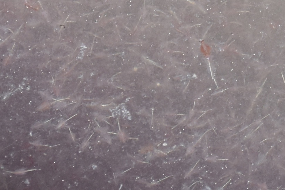 Artemia monica Verrill, 1869