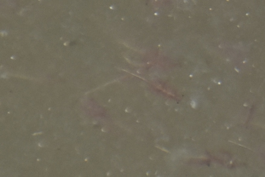 Artemia monica Verrill, 1869