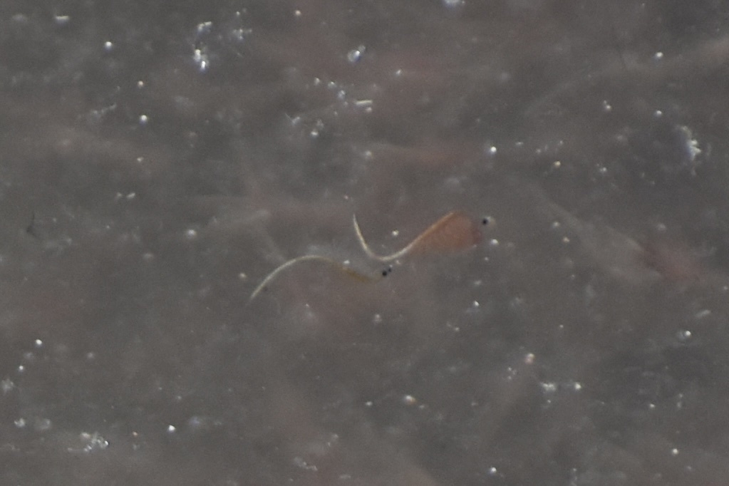 Artemia monica Verrill, 1869