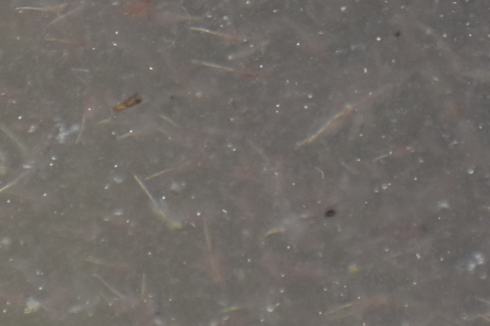 Artemia monica Verrill, 1869