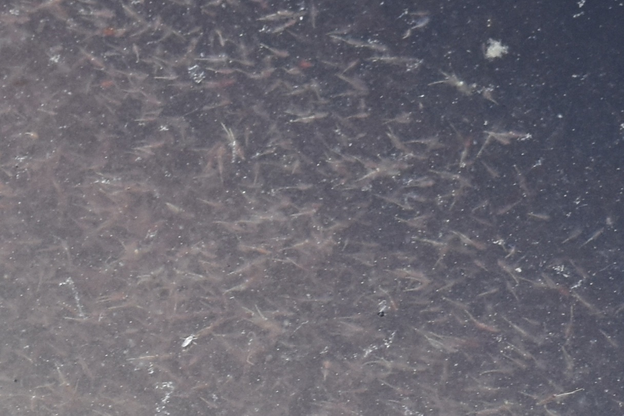 Artemia monica Verrill, 1869