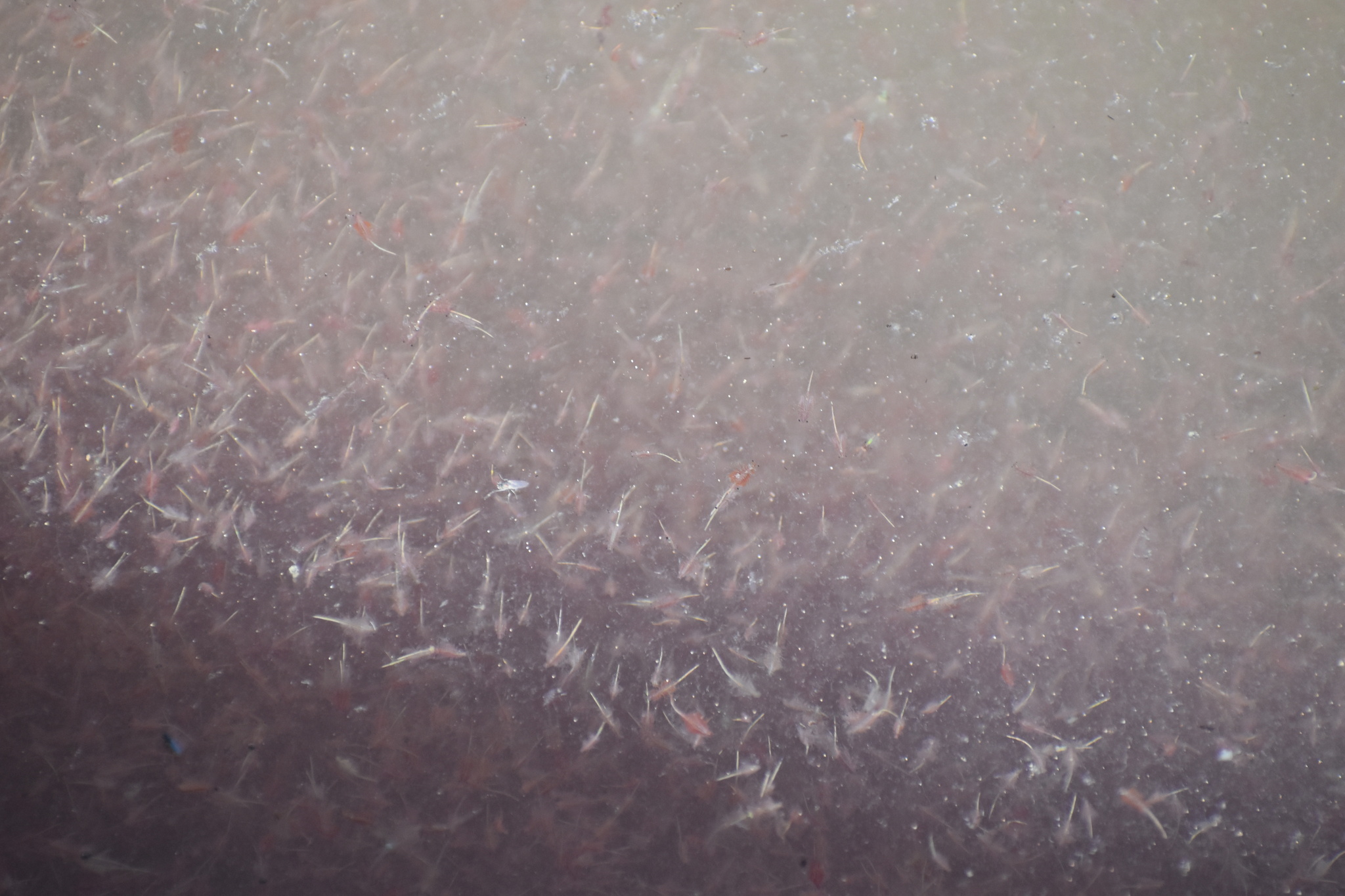 Artemia monica Verrill, 1869