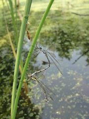 Lestes eurinus