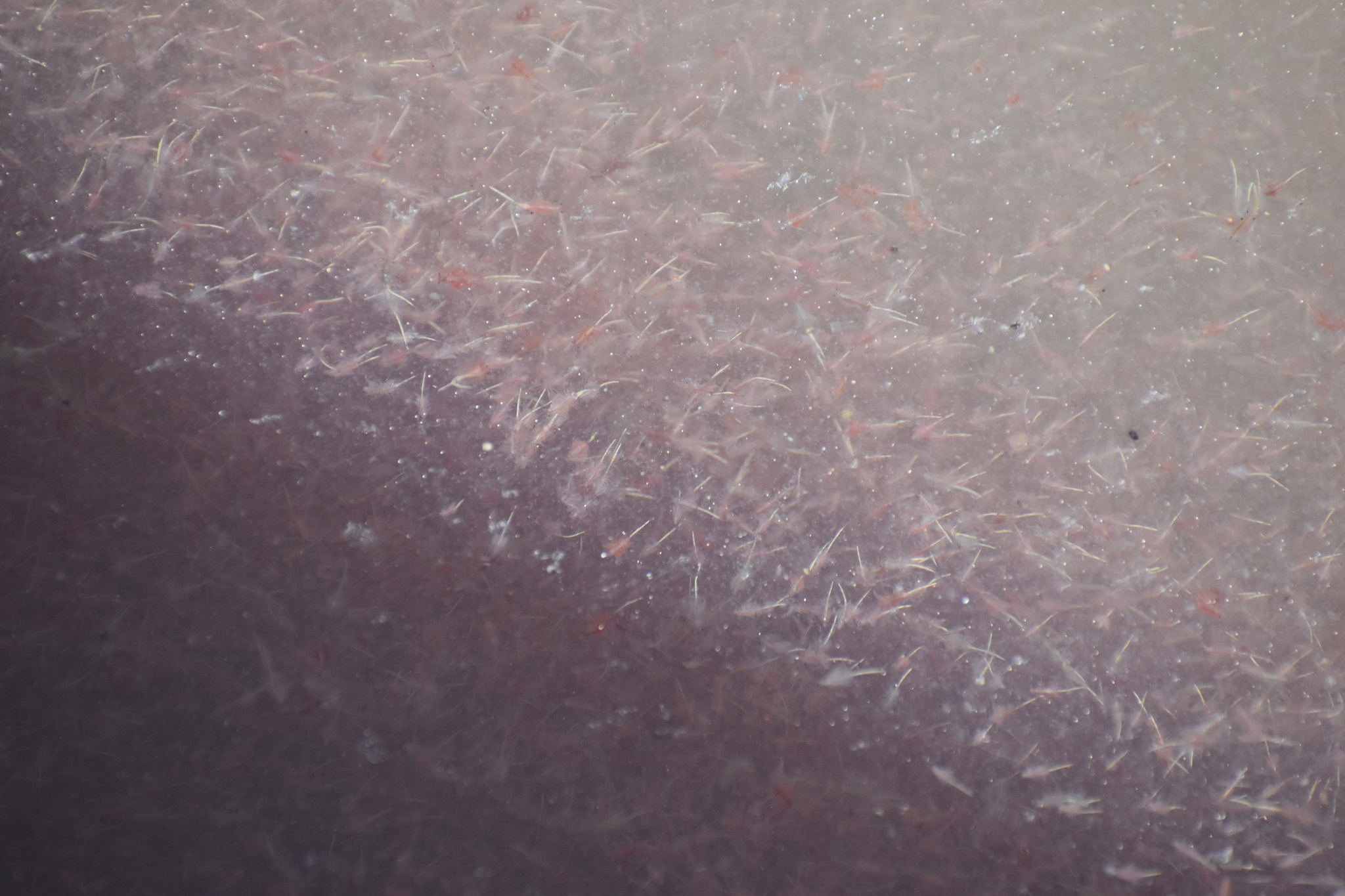 Artemia monica Verrill, 1869