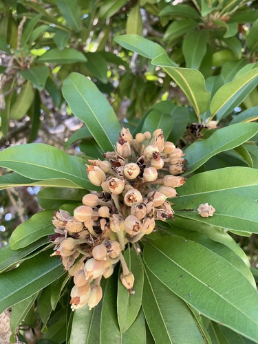 Sapodilla
