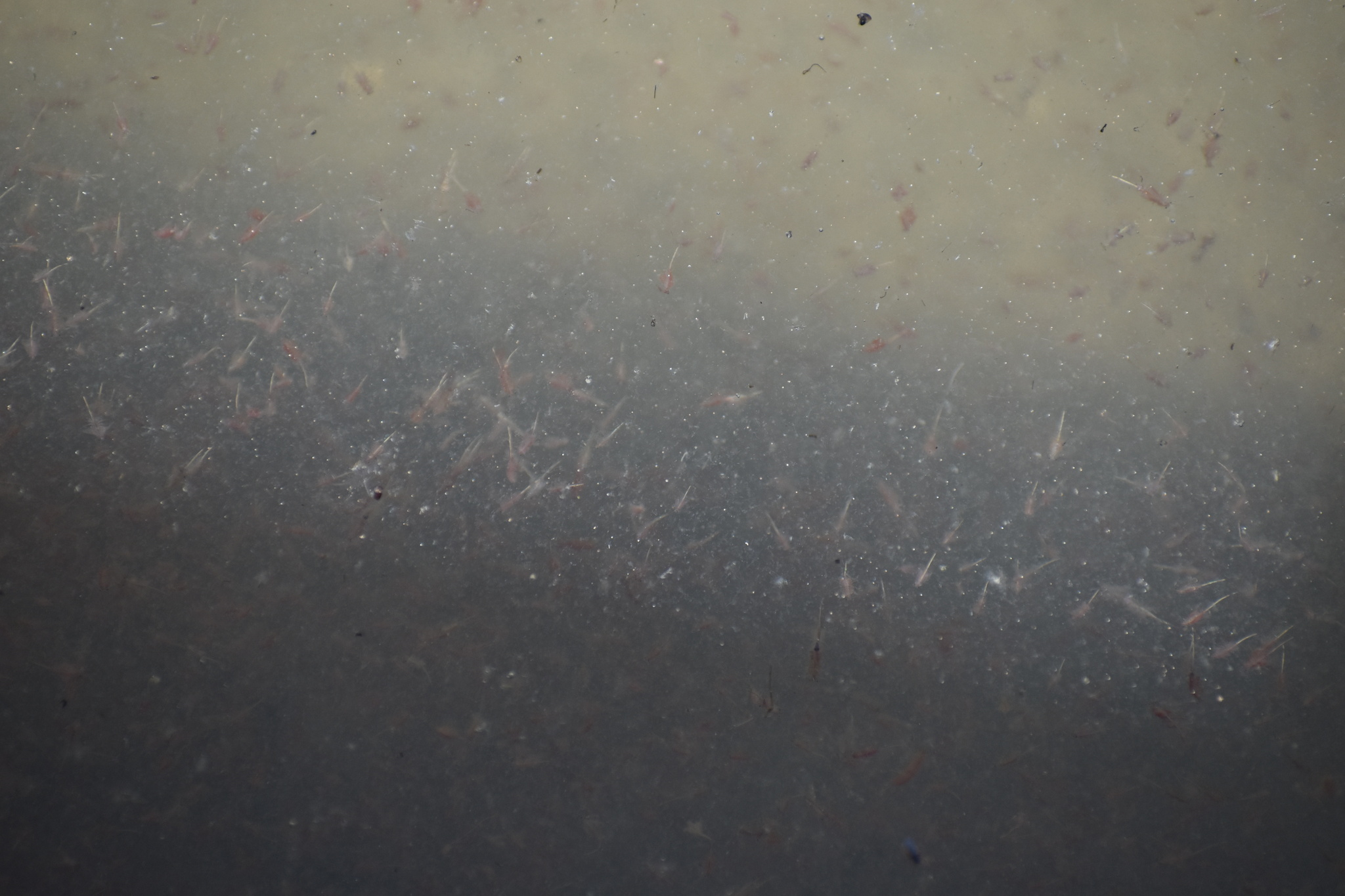 Artemia monica Verrill, 1869