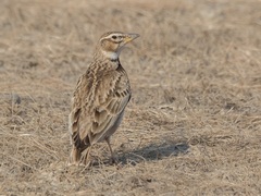 Bimaculated Lark photo 4