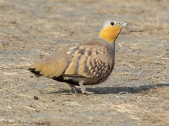 Spotted Sandgrouse photo 5