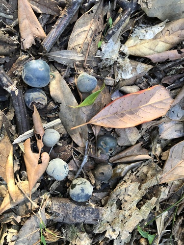 Elaeocarpus sedentarius, photograph 3