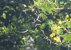Ceuthmochares australis
