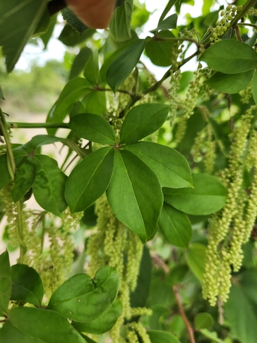 Dioscorea pentaphylla
