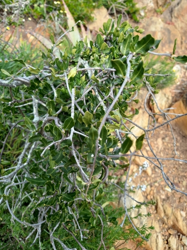 Fockea edulis