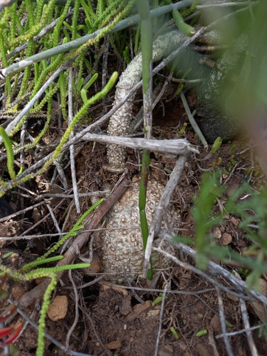 Fockea edulis