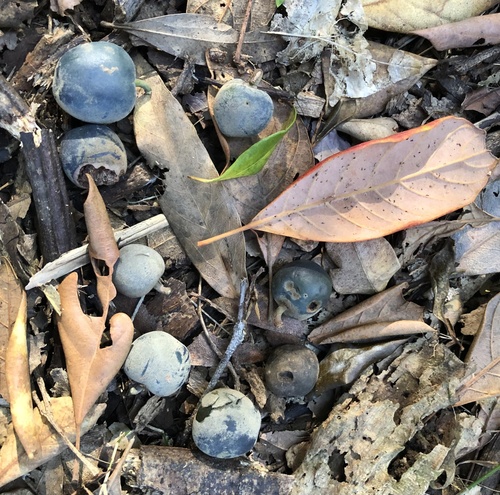 Elaeocarpus sedentarius, photograph 4