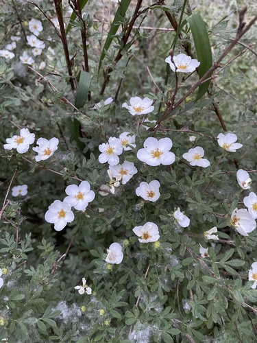 Dasiphora glabrata (Dasiphora glabrata)