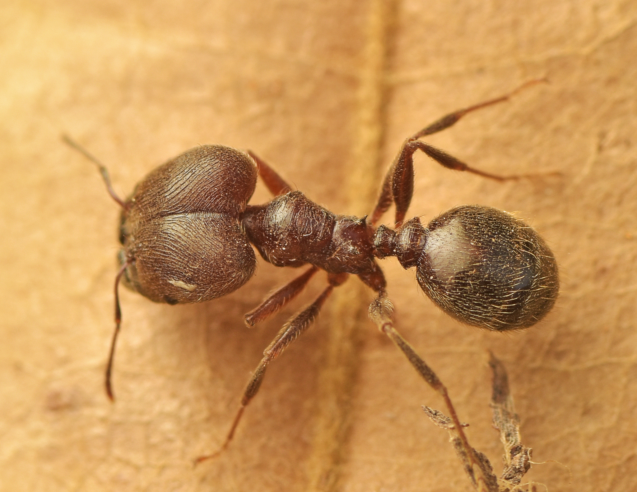 Pheidole excellens