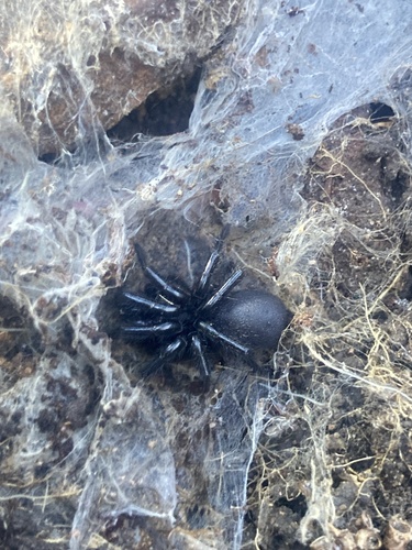 Sydney funnel-web spider