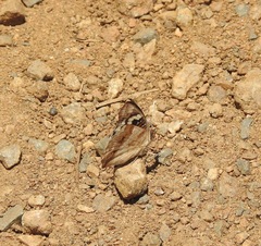 Junonia oenone oenone
