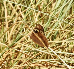 Junonia oenone oenone