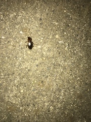 Tanystoma maculicolle