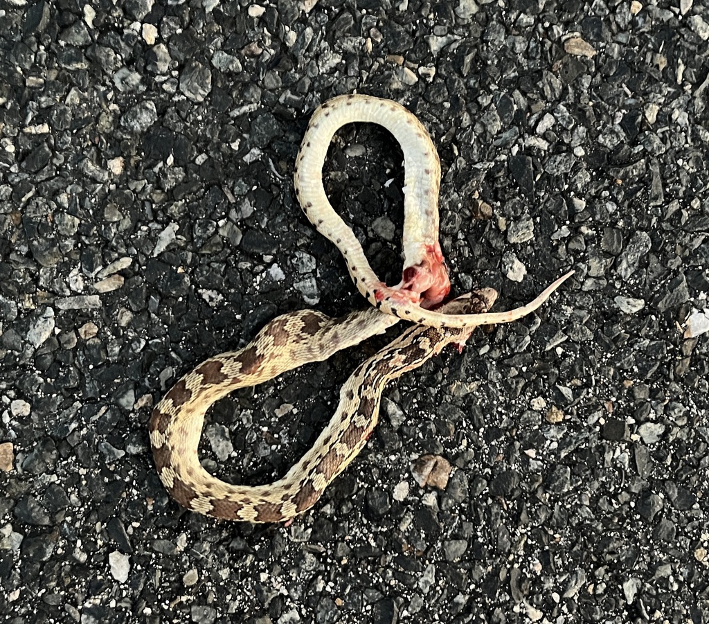 Gopher Snake in July 2023 by Zach Cava. Tissue sample collected for ...