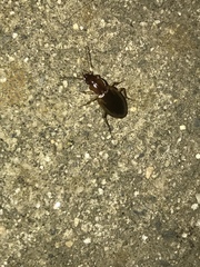 Tanystoma maculicolle